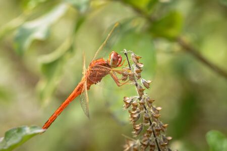 red dragonfly on Holy basil tree  in natural  background