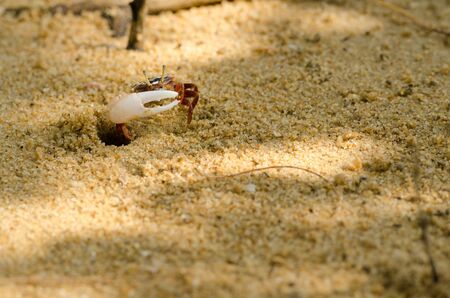 Uca vocans, Fiddler Crab walking in mangrove forest at Phuket beach, Thailandの写真素材