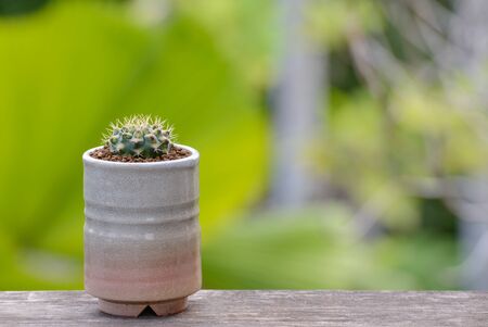 Lophophora williamsii, Cactus or succulents tree Decorative in flowerpot on wood striped backgroundの写真素材