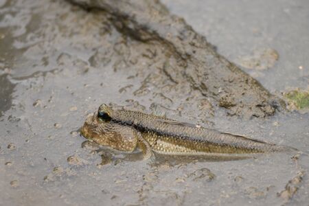 Oxudercinae fish or Mudskipper fish or Amphibious fish in nature mangrove forest at Thailandの写真素材