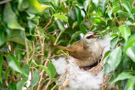 Mother bird feeding bapy birds in a nest of yellow-vented bulbul (Pycnonotus goiavier), or eastern yellow-vented bulbul, is a member of the bulbul family of passerine birds in nature at Thailandの写真素材