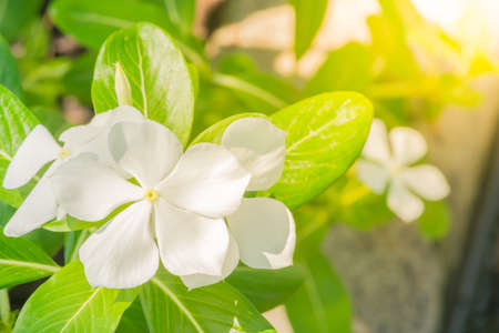 white beautyful  Vinca flower or  Periwinkle Rose flower in garden or other name is bright eyes, Cape periwinkle,  Madagascar periwinkle, graveyard plantの写真素材