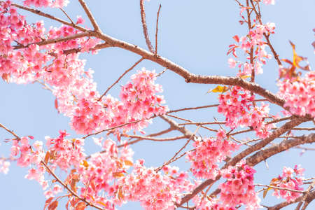 Thai Sakura flower  background in winter season on tree, prunus cerasoides at  Chaing mai Province,...