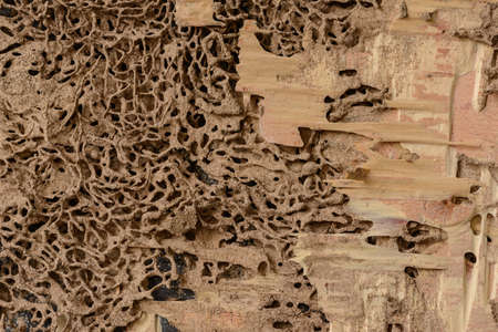 background and texture of nest termite at wooden wall