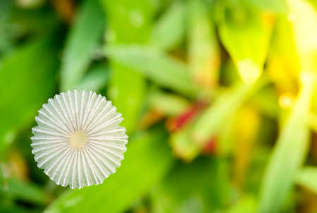 close up a small mushroom on grass land in winter season at Thailnd. Little Japanese Umbrella Toadstool (coprinus plicatilis), also called the Pleated Inkcap (parasola plicatilis), close up of the small fruiting body.の写真素材