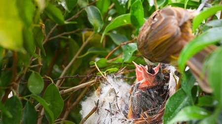 Mother bird feeding bapy birds in a nest of yellow-vented bulbul (Pycnonotus goiavier), or eastern yellow-vented bulbul, is a member of the bulbul family of passerine birds in nature at Thailandの写真素材