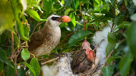 Mother bird feeding bapy birds in a nest of yellow-vented bulbul (Pycnonotus goiavier), or eastern...