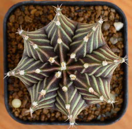 Gymnocalycium mihanovichii is a type of cactus or succulents tree that is bred from Thailand.
