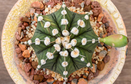 Gymnocalycium mihanovichii is a type of cactus or succulents tree that is bred from Thailand.