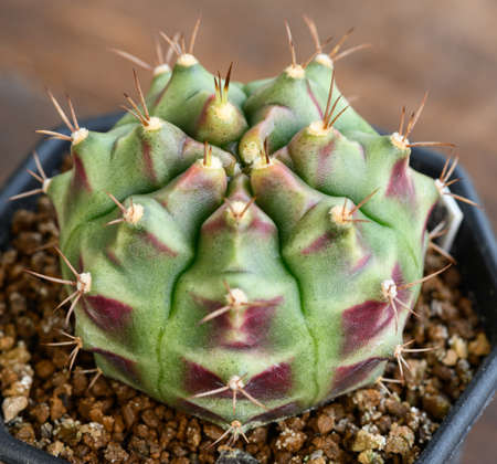 Gymnocalycium mihanovichii is a type of cactus or succulents tree that is bred from Thailand.の写真素材