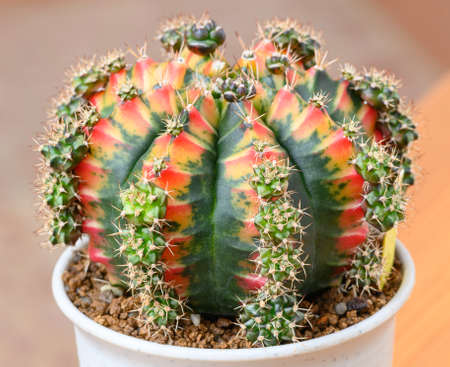 Gymnocalycium mihanovichii is a type of cactus or succulents tree that is bred from Thailand.