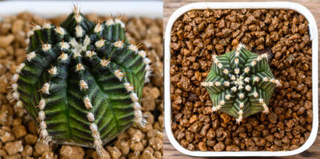 Star line is name of Gymnocalycium mihanovichii is a type of cactus or succulents tree that is bred...