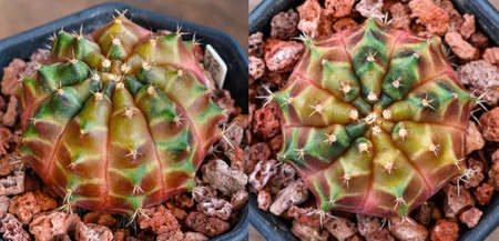 Sepia color of Gymnocalycium mihanovichii is a type of cactus or succulents tree that is bred from Thailand.の写真素材
