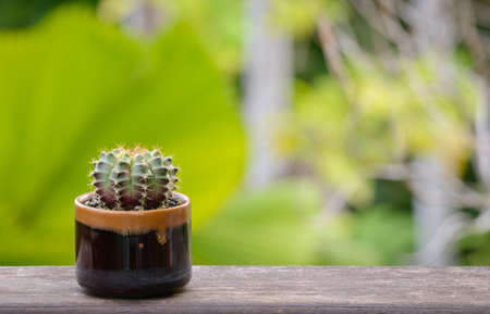 Lophophora williamsii, Cactus or succulents tree Decorative in flowerpot on wood striped backgroundの写真素材