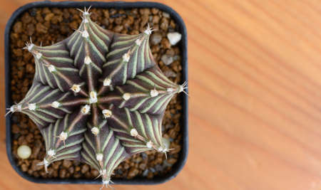 Gymnocalycium mihanovichii is a type of cactus or succulents tree that is bred from Thailand.の写真素材
