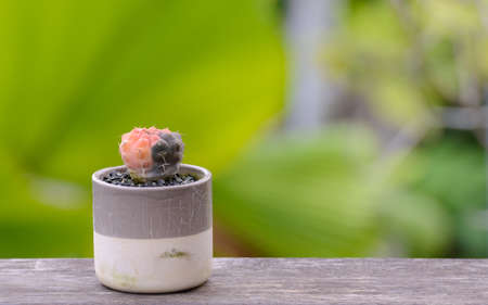 Lophophora williamsii, Cactus or succulents tree Decorative in flowerpot on wood striped backgroundの写真素材