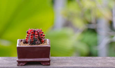 Lophophora williamsii, Cactus or succulents tree Decorative in flowerpot on wood striped backgroundの写真素材
