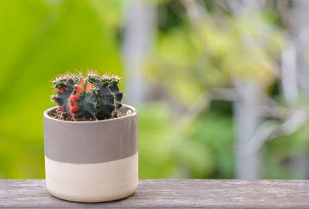 Lophophora williamsii, Cactus or succulents tree Decorative in flowerpot on wood striped backgroundの写真素材