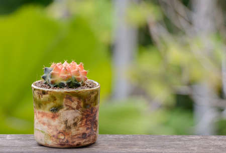 Lophophora williamsii, Cactus or succulents tree Decorative in flowerpot on wood striped backgroundの写真素材