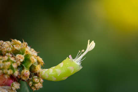 pollinate of flower cactus, Gymnocalycium mihanovichii is a type of cactus or succulents treeの写真素材