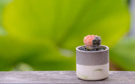 Lophophora williamsii, Cactus or succulents tree Decorative in flowerpot on wood striped backgroundの写真素材