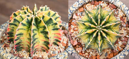 Gymnocalycium mihanovichii is a type of cactus or succulents tree that is bred from Thailand.の写真素材