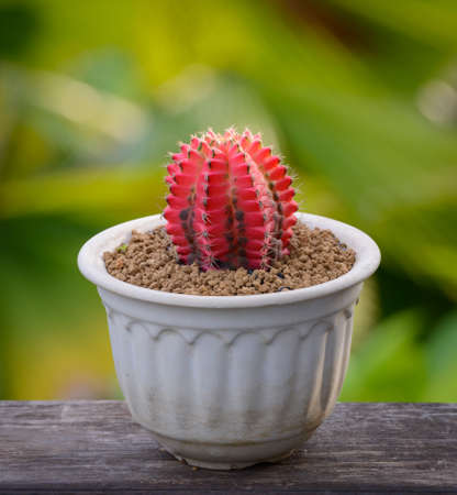Lophophora williamsii, Cactus or succulents tree Decorative in flowerpot on wood striped backgroundの写真素材