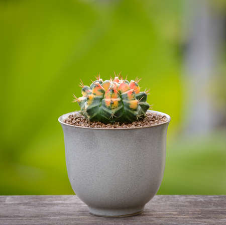 Lophophora williamsii, Cactus or succulents tree Decorative in flowerpot on wood striped backgroundの写真素材