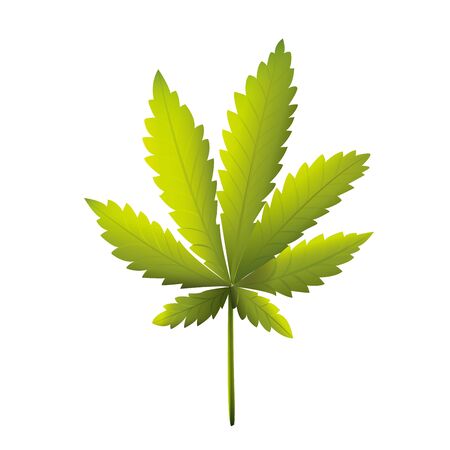 Cannabis leaves or maple leavesのイラスト素材