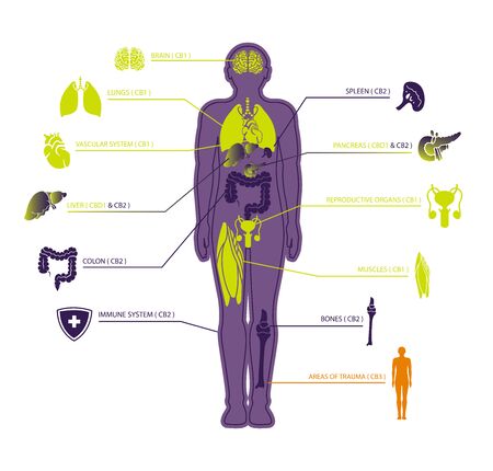 human endocannabinoid system with CBD1 & CBD2 receptor,vector infographic icon on white background and poster.のイラスト素材