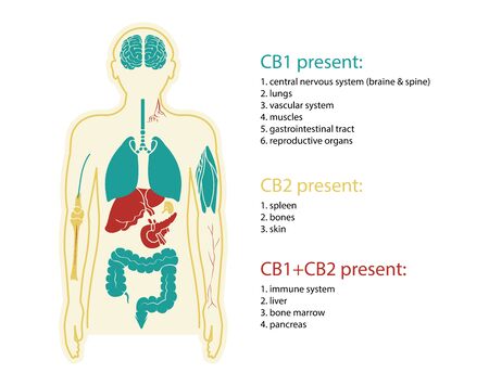 human endocannabinoid system with CBD1 & CBD2 work in human organ healthy medicalのイラスト素材