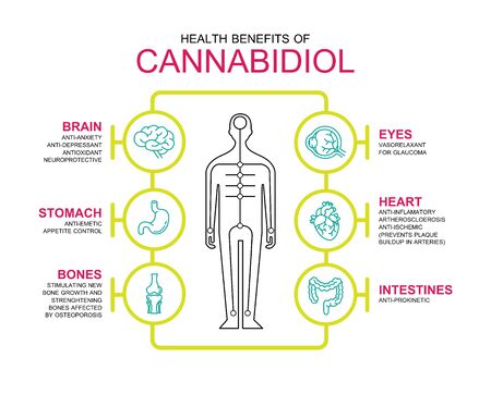 health benefits of cannabiol cbd work in human body infographic informationのイラスト素材