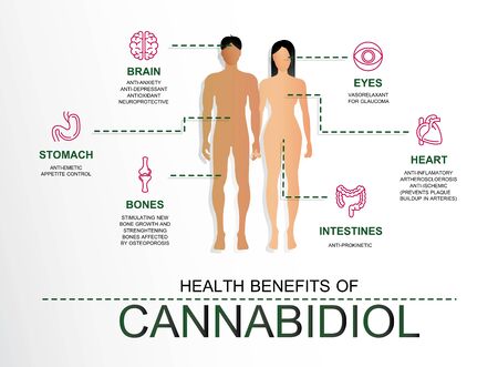 health benefits of cannabiol cbd work in human body infographic informationのイラスト素材