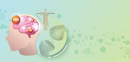 CBD and the Endocannabinoid system is work.のイラスト素材