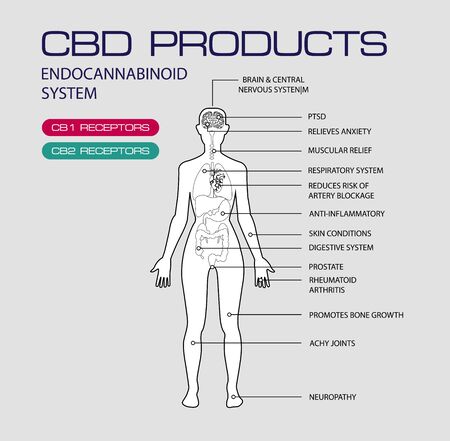 cbd products endocannabinoid system work in human cb1 and cb2のイラスト素材