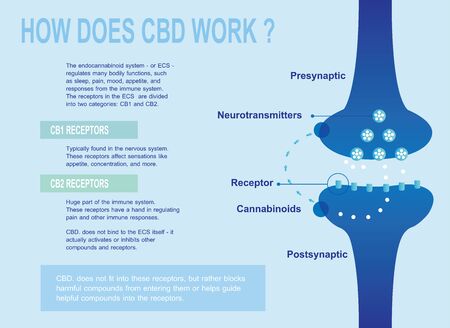 how does cbd work and human endocannabinoid system is CB1,CB2 and   affects the human body and brain.のイラスト素材