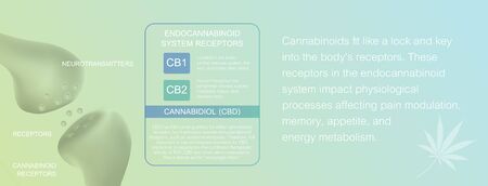 how does cbd work and human endocannabinoid system is CB1,CB2 and   affects the human body and brain.のイラスト素材