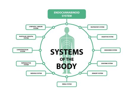 human endocannabinoid system receptors target system active in body.のイラスト素材