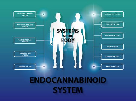human endocannabinoid system receptors target system active in body.のイラスト素材