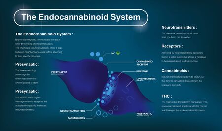 how does cbd work and human endocannabinoid system and   affects the human body and brain.のイラスト素材