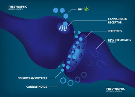 how and why your brain makes its own cannabinoidas,Endocannabinoid system and Phytocannabinoid diagramのイラスト素材