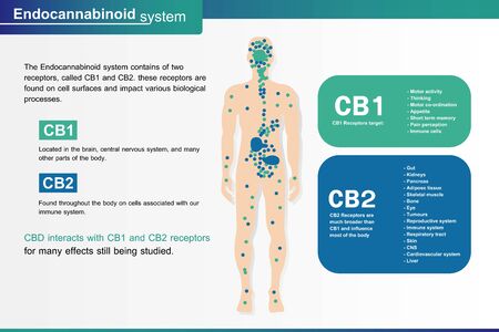 human endocannabinoid system is infographic backgrounds.のイラスト素材