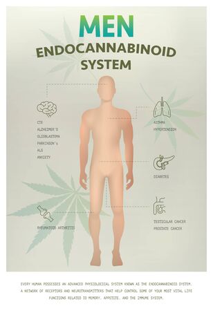 endocannabinoid system work in the men effect on body,vector infographic on white background.のイラスト素材