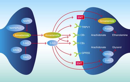how and why your brain makes its own cannabinoids science of the endocannabinoid systemのイラスト素材
