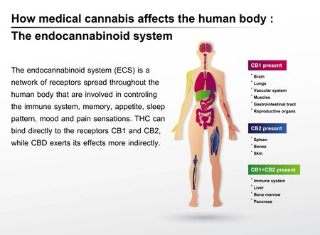 How medical cannabis affects the human body the endocannbinoid system is infographic background.のイラスト素材
