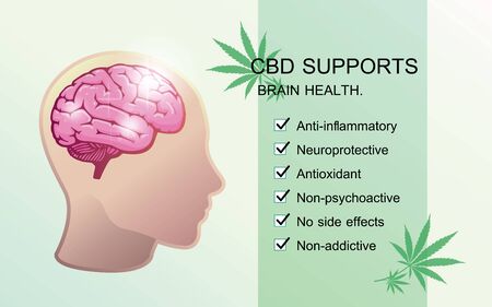 cbd supports brain health,effect on body,vector infographic on white background.のイラスト素材