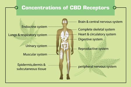 concentration of CBD receptors in human and how hemp can help your body benefits of  cannabisのイラスト素材