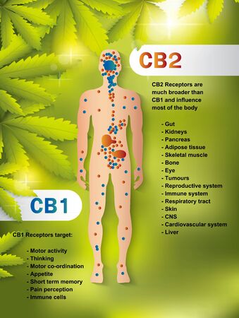 human endocannabinoid CB1 and CB2 Receptors in body,vector infographic on white background.のイラスト素材