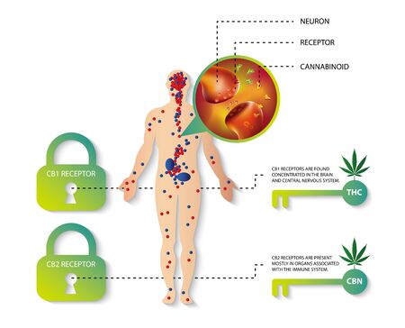 human endocannabinoid system,effect on body,vector infographic on white background.のイラスト素材