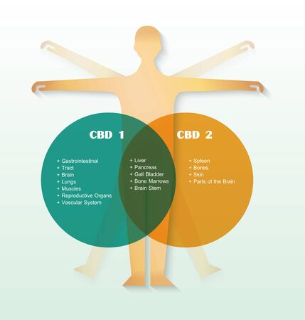 Endocannabinoid system cb1 and cb2 receptors human body cell infographicのイラスト素材